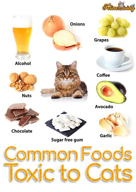 toxic foods for cats
